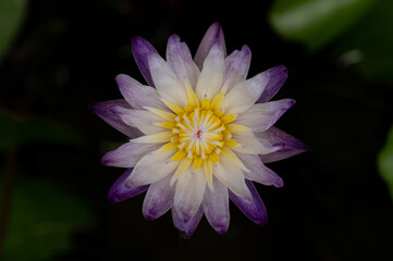 A lotus flower blooming in a lotus basin.