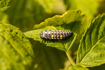Ladybug larva posed on a raspberry leaf, natural aphid predator