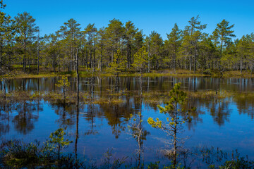 Fototapeta na wymiar View of a lake in the middle of the Viru Bog, located in Lahemaa National Park, Estonia. Reflection of pine trees in a lake. Selective focus.