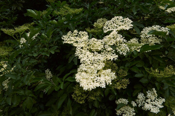 green moss on a tree
