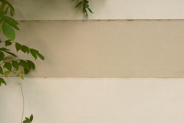 green leaves on old wall