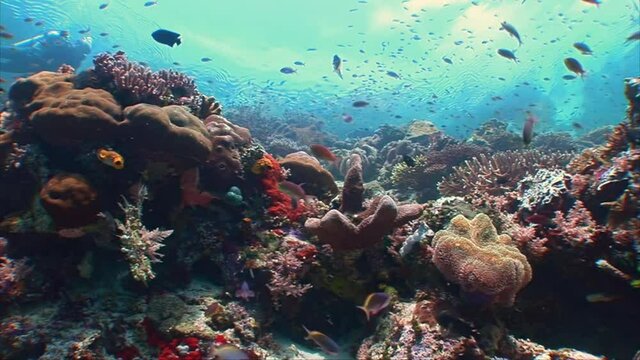 Static Colourful coral reef scene with scuba diver swimming past with a cloudy sky background