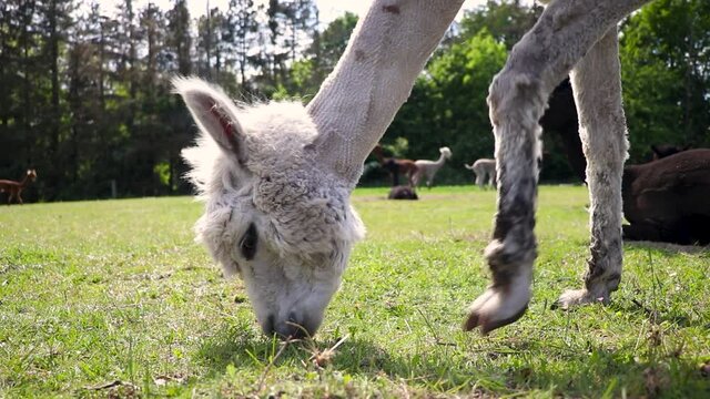 Alpaca grassing with its flock, close angle.