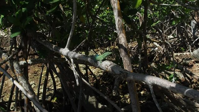 A wild Bermuda Tropical Anole Annals Lizard on the Mangrove,