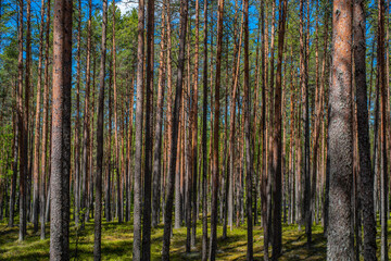 Fototapeta na wymiar Forest in Lahemaa National Park of Estonia. Selective focus