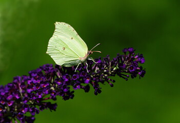 butterfly on purple flower