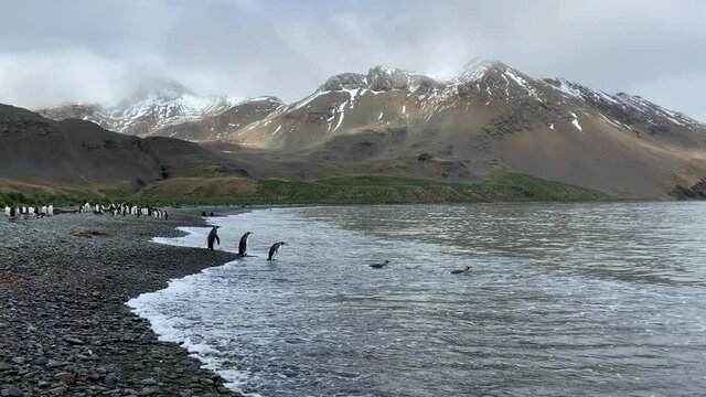 King penguins and fur seals at Jason Harbour on South Georgia