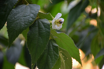 Small white flower of jamaican cherry or muntingia calabura