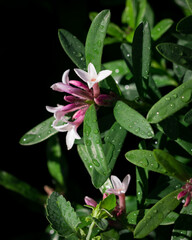 Daphne flowers and foliage after rain