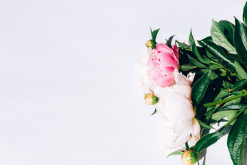 Beautiful bouquet of peonies on a white background, flowering peonies