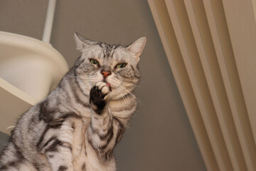 手をなめる猫アメリカンショートヘアシルバータビー