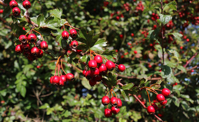Bright red ripe hawthorn berries. Also known as haws.  Botanical name Crataegus. .The flowers and leaves were nicknamed bread and cheese and were gathered on May day.