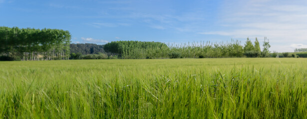 Fototapeta na wymiar Green wheat field landscape with tree planting background and blue sky