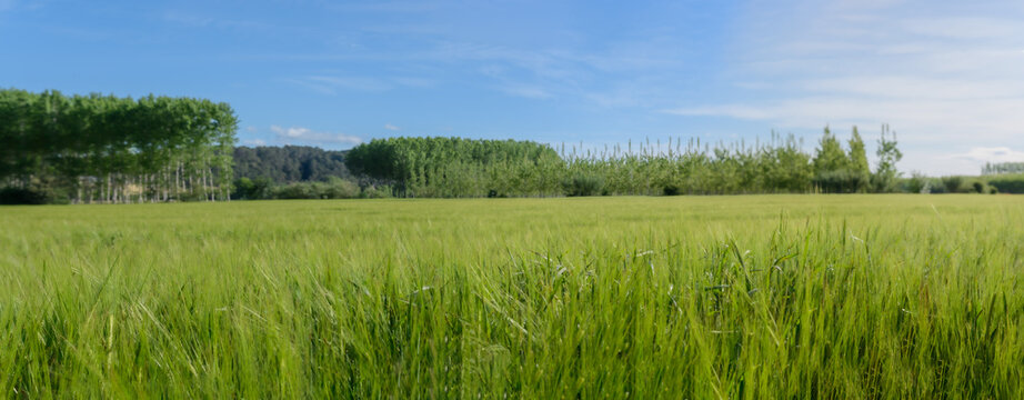Green wheat field landscape with tree planting background and blue sky © Pere Roura
