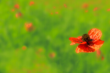 Fototapeta premium Close-up of red poppy flower (papaver rhoeas) in a field green
