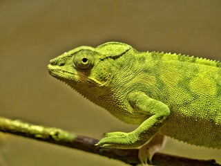 A panther chameleon, Furcifer pardalis, stands on a twig, looking for food