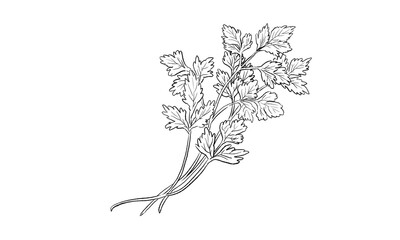 イタリアンパセリの手書きイラスト 線画