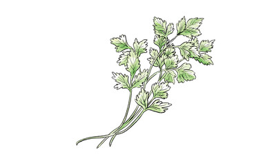 イタリアンパセリの手書きイラスト 水彩