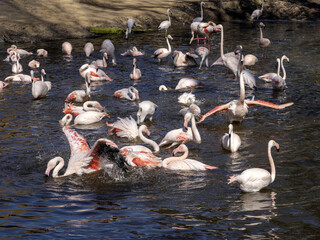 A group of Rosy Flamingos, Phoenicopterus roseus, bathing in shallow water in the morning