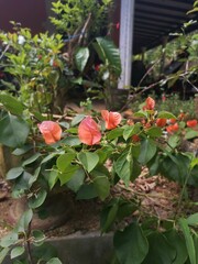 flowers in the garden