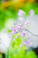 Blooming purple French Meadow Rue (Columbine Meadow Rue) in the forest. Selective focus. Shallow depth of field.