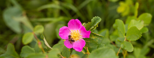 Flower of dog rose Rosa canina growing in nature