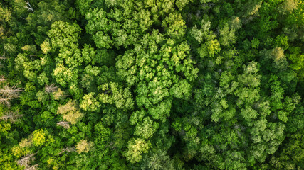 aerial landscape at sunrise. natural summer background. drone shot