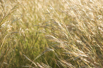 Field of slender wild oat in the sunset. Avena Barbata Pott ex Link