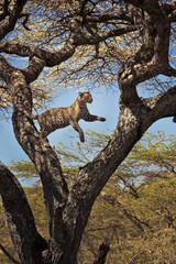 leopard leaping in the tree © Theodore