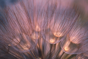 dandelion seed closeup