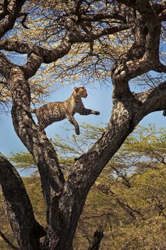 leopard leaping in the tree