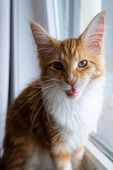 A beautiful ginger Maine Coon kitten relaxing at home.