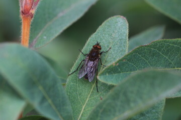 unbestimmte Schwebfliege