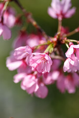 Obraz premium 桜の花 春のイメージ