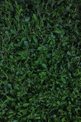 Green grass background photographed from above. High quality photo