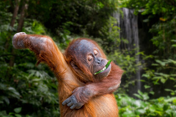Young Sumatran orangutan (Pongo abelii) eating leaf while scratching itchy armpit, native to the Indonesian island of Sumatra © Philippe