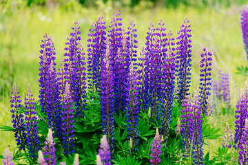Bunch of lupines summer flower background. Lupinus, lupin, lupine field with pink purple and blue flowers.