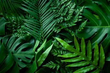 nahaufnahmenaturansicht des grünen monstera-blattes und des palmenhintergrundes. Flache Lage, dunkles Naturkonzept, tropisches Blatt © Nabodin