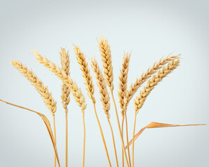 Wheat ears, isolated on light grey background.