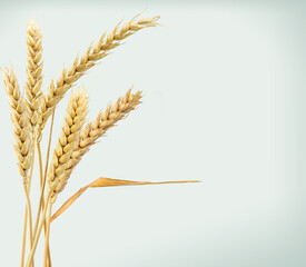 Wheat ears, with copy space, isolated on light grey background.