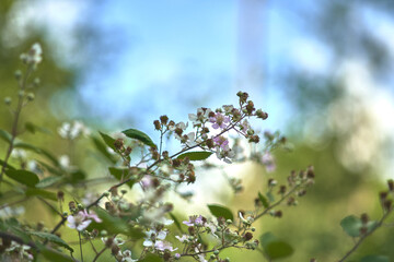 flowers on unfocused background and leaves
