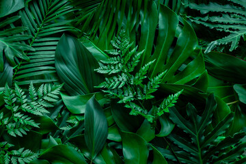 closeup nature view of green monstera leaf and palms background. Flat lay, dark nature concept,...