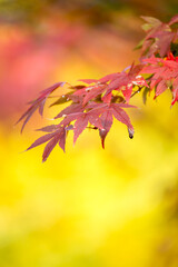 紅葉　秋のイメージ