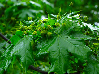 Maple leafs after rain.