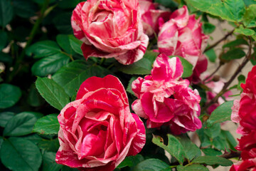 Raspberry white rose, bite ornamental plant