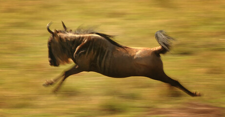 wildebeest running