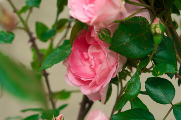 Rose pink color, artisanal ornamental plant
