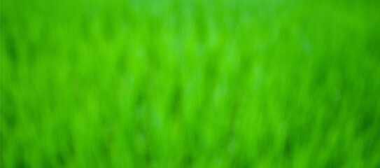 closeup nature view of blurred green leaf on background and sunlight, fresh wallpaper banner concept