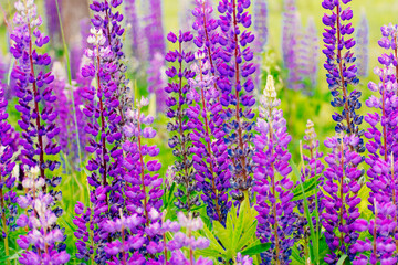 Naklejka premium Bunch of lupines summer flower background. Lupinus, lupin, lupine field with pink purple and blue flowers.