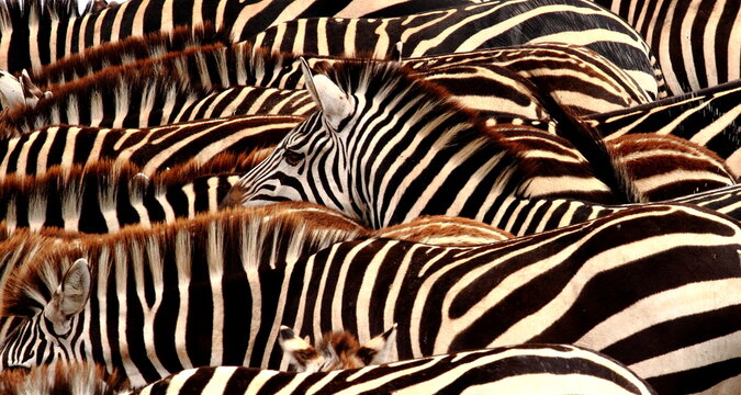 zebra texture background